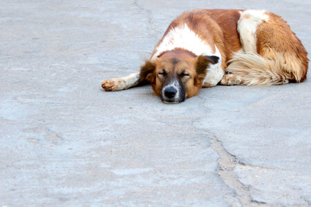 Dog Sleeping On The Road photo