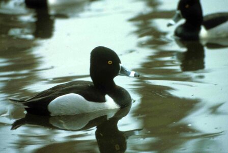 Duck ring 