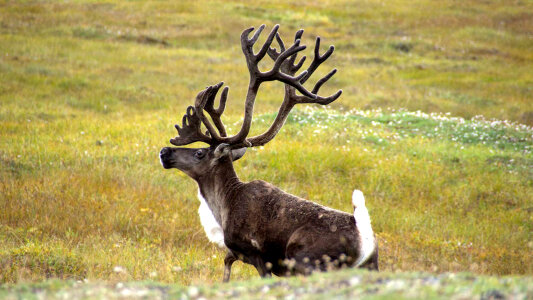 Caribou Raising its head at Gates of the Arctic National Park photo