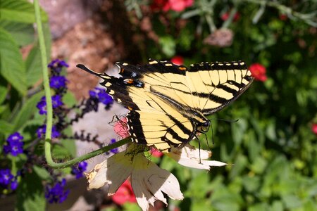 Swallowtail nature wing