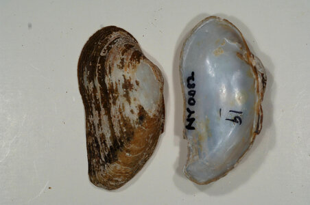 Alasmidonta varicosa-8