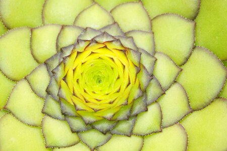 Thick sheet greenhouse sempervivum plant