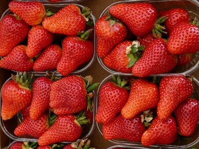 Fruit fresh red