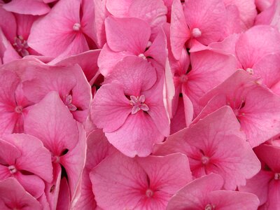 Pink flower blossom photo