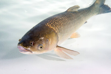 Grass Carp Adult-4