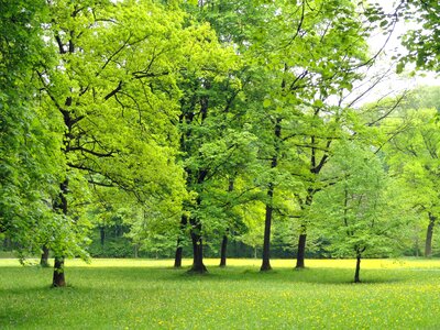 Foliage woods outside