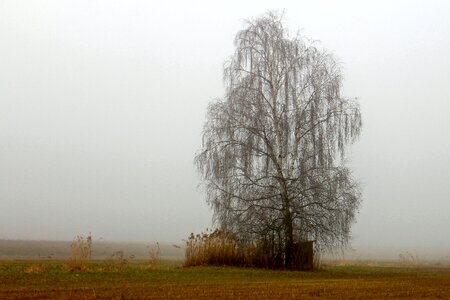 Haze tree birch photo