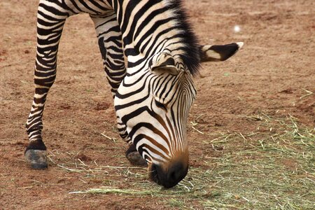 Zoo africa close up