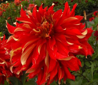 Red petals blooming
