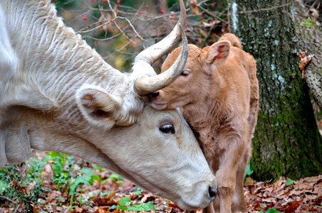 Mom and son animals cuddles photo