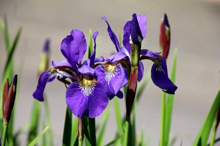Beautiful Photo bloom blossom