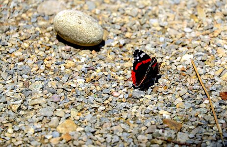 Animal arthropod beach