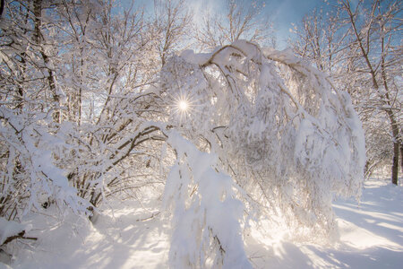 beautiful snowy winter landscape panorama
