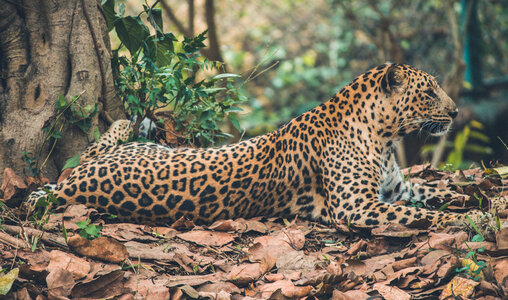 Jaguar Resting on Dry Leaves photo