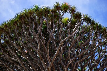 Canary island dragon tree dragon tree dracaena draco