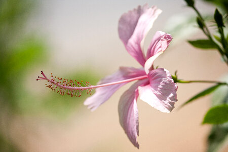 Pink Hibiscus Flower photo