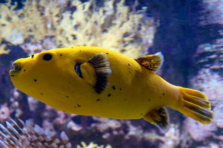 Yellow Sponge Fish photo