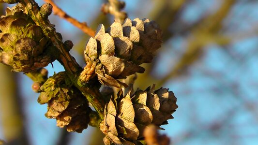 Branch macro close up photo