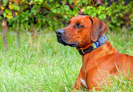 Animal beautiful photo brown