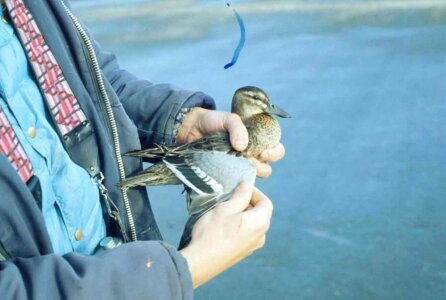 Duck hands 
