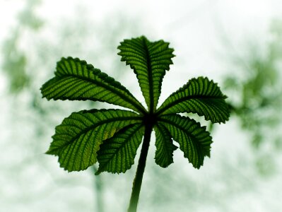 Spring macro leaves photo