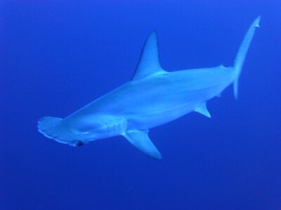 Hammerhead sharks marine life fishes