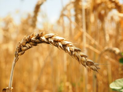 Grain field wheat field
