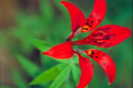 Blossoming lily lumber photo