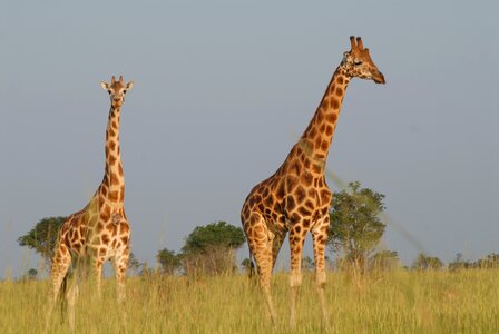 Safari uganda animals
