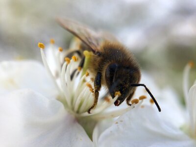 Animal apidae bee photo
