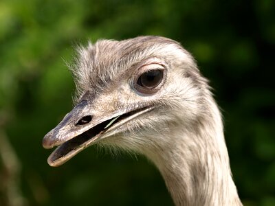 Portrait flightless bird animal