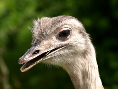 Portrait flightless bird animal photo