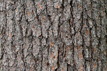 Bark birch brown