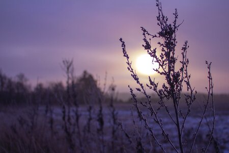 Winter morning landscape