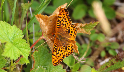 Zerene fritillary photo