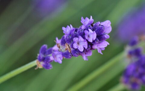 Bloom purple lavender flowers photo