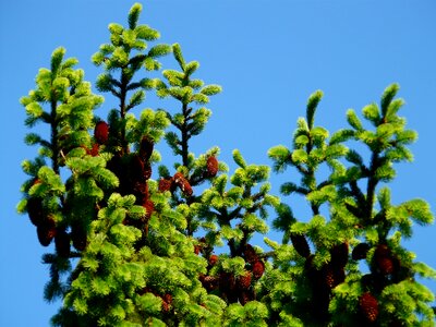 Conifer common spruce picea abies photo