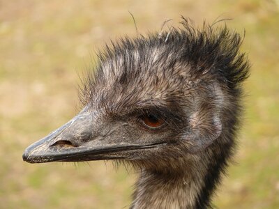 Bird animal dromaiidae
