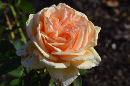 Floral plant natural