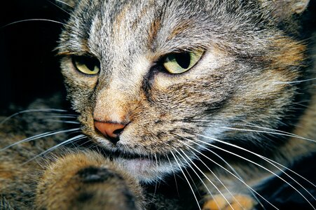 Adorable animal cat photo