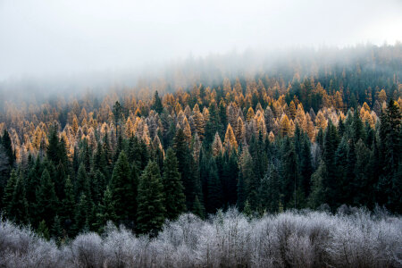Foggy Morning in the Pine Forest photo