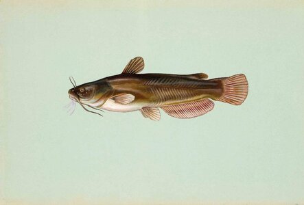 Bullhead fish yellow