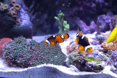 Fish tank aquatic anemonefish photo