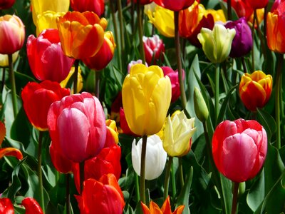 Tulip field colorful color photo