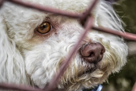 White animals sad