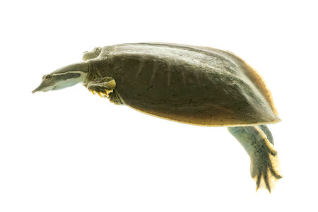 Smooth softshell turtle-1 photo