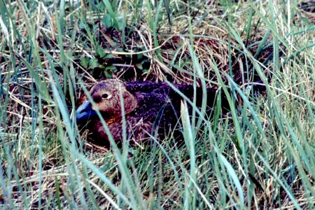 Duck female lying photo