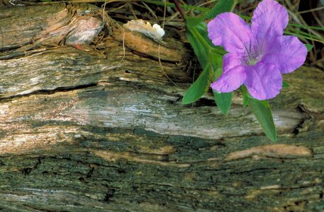 Blossom lilac petunia photo