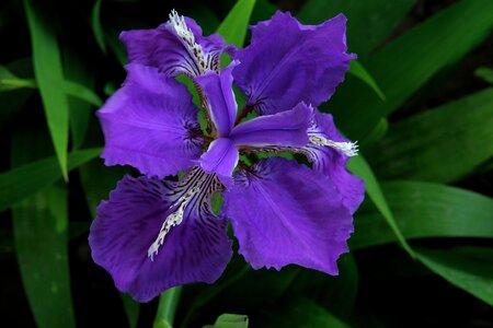 Purple flower iris flowering photo
