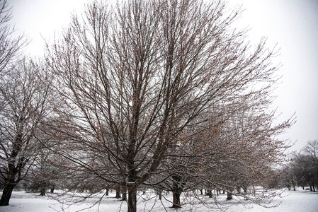 Red Trees with flowers in winter photo